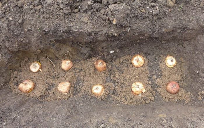 «Не забудьте про опору»: секреты выращивания пышных гладиолусов — сорта и правила выбора луковиц